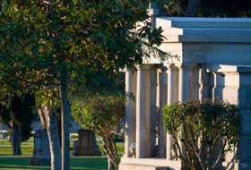 What Makes Ivy Lawn Special